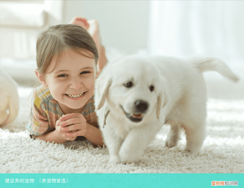 养宠物首选 建议养的宠物
