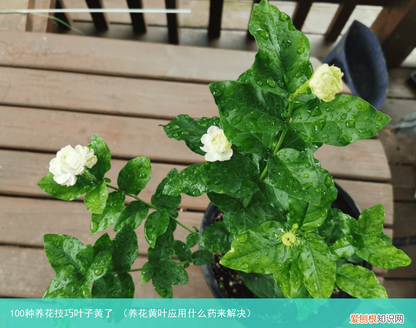 养花黄叶应用什么药来解决 100种养花技巧叶子黄了