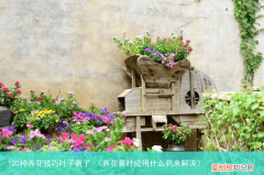 养花黄叶应用什么药来解决 100种养花技巧叶子黄了