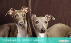 灵缇犬叫什么名字最好听 灵缇犬叫什么名字好听