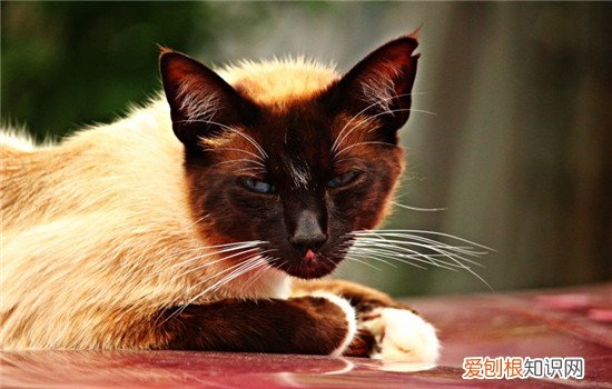 猫咪流口水是怎么回事,猫咪流口水怎么办,猫咪流口水口臭，猫咪总是流口水怎么办