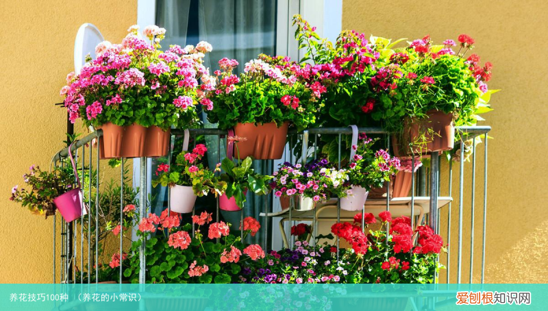 养花的小常识 养花技巧100种