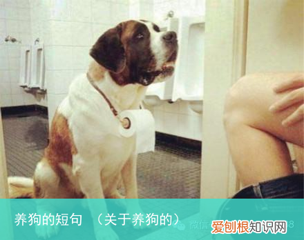 关于养狗的 养狗的短句