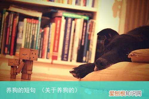 关于养狗的 养狗的短句