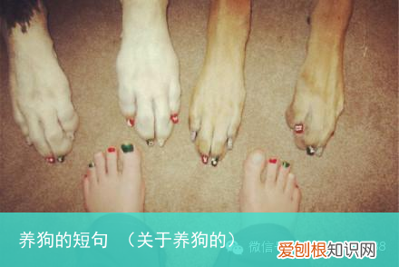 关于养狗的 养狗的短句