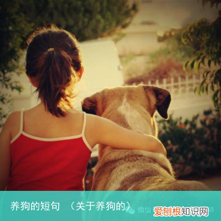 关于养狗的 养狗的短句
