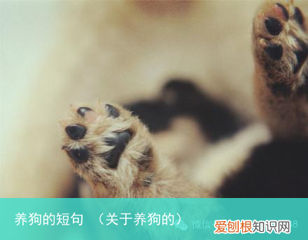 关于养狗的 养狗的短句