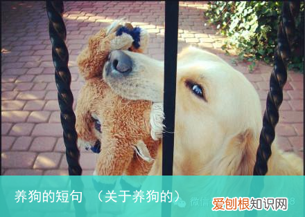 关于养狗的 养狗的短句