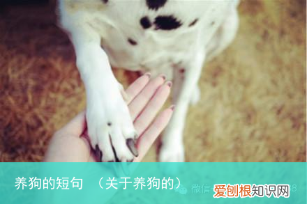 关于养狗的 养狗的短句