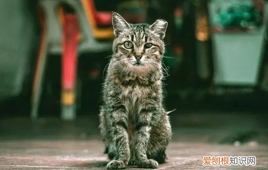 猫瘟快死是什么样子,猫瘟死前身体的表现,猫瘟死前症状，猫瘟死前的征兆