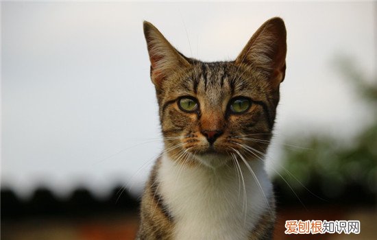 猫为什么生空胎盘,猫怀孕生下空胎盘,空胎盘怎么回事，猫生猫胎盘没出来