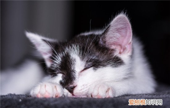 猫得关节炎能不能好,猫关节炎如何治疗,猫关节炎是怎么引起的，猫得关节炎是什么样