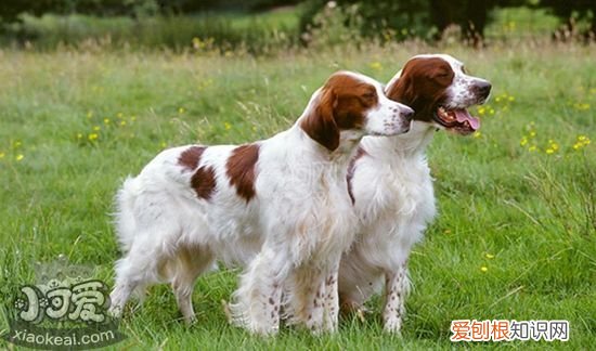 爱尔兰红白雪达犬排便怎么训练，排便训练方法