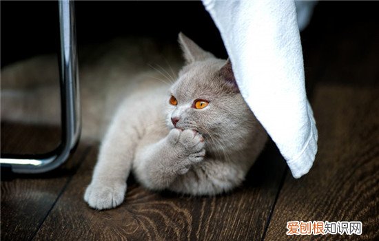 猫咪会得糖尿病吗,猫咪得糖尿病要如何确诊，猫咪有糖尿病吗