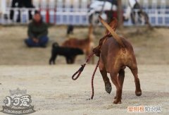 红骨猎浣熊犬大小便怎么训练，红骨猎浣熊犬排便训练