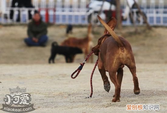 红骨猎浣熊犬大小便怎么训练，红骨猎浣熊犬排便训练