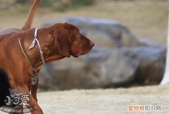 红骨猎浣熊犬怎么训练随行，红骨猎浣熊犬随行训练，红骨猎浣熊犬小时候图片