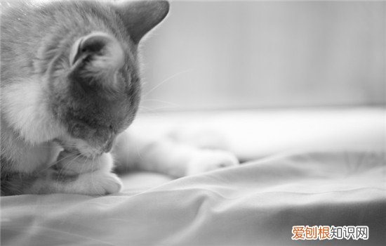 猫藓怎么治,猫藓是什么,猫藓是怎么引起的，猫藓是怎么造成的