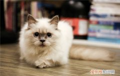 猫软便怎么办,怎么解决猫咪软便,猫咪软便怎么治疗，猫有点软便怎么办