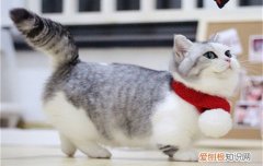 猫传腹会传染吗,猫传腹会传染给其他猫吗,猫传腹能传染别的猫吗，猫传腹会不会传染给猫