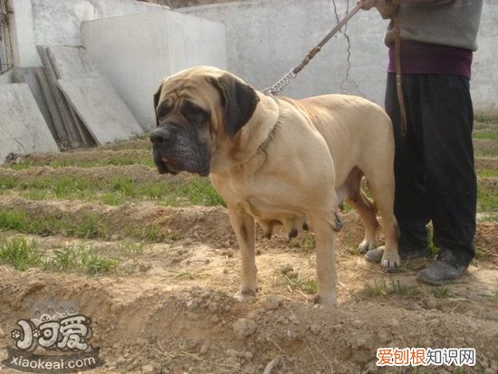 马士提夫犬乱吠叫怎么纠正马士提夫獒犬乱吠叫纠正方法