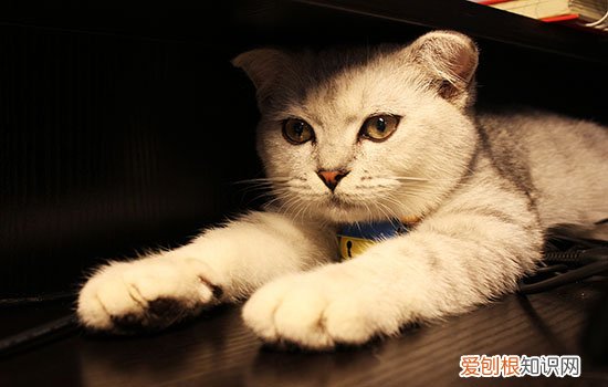 猫艾滋病症状,猫艾滋病是什么样子的,猫艾滋症状，猫艾滋的表现