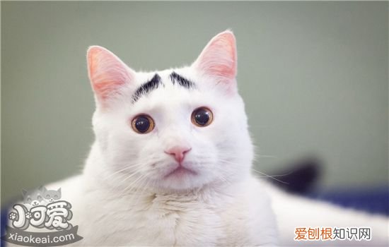 猫咪眼睛上面的毛秃了流分泌物,猫咪眼睛上面的毛秃了硬硬的,猫咪眉毛上面的毛秃了