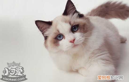 猫后腿骨折会自愈吗,猫后腿骨折怎么固定,猫后腿骨折怎么包扎，猫咪腿骨折怎么包扎