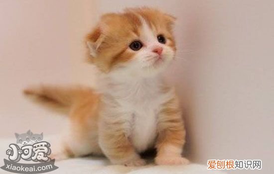 猫后腿骨折会自愈吗,猫后腿骨折怎么固定,猫后腿骨折怎么包扎，猫咪腿骨折怎么包扎