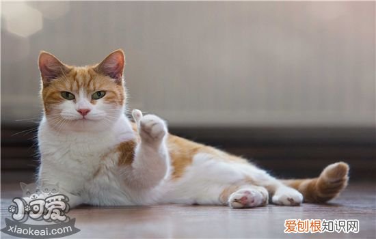 猫嗓子哑了还咳嗽,猫嗓子哑了还有咕噜声,猫嗓子哑了还打喷嚏，猫打喷嚏嗓子哑了是什么原因