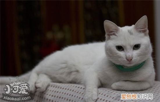 猫嗓子哑了还咳嗽,猫嗓子哑了还有咕噜声,猫嗓子哑了还打喷嚏，猫打喷嚏嗓子哑了是什么原因