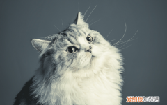 猫咪上火吃什么好 猫上火吃什么可以去火