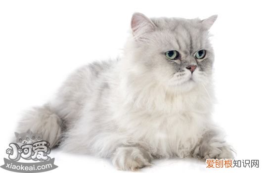 猫肚子突然变大,猫猫肚子突然变大,猫的肚子突然变大，猫咪肚子忽然变大了是什么原因