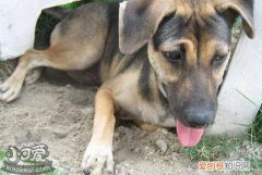 法国狼犬怎么训练大小便，法国狼犬大小便训练教程，如何训练黑狼犬大小便