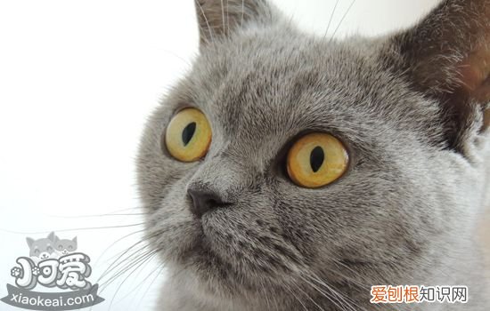 猫青光眼和白内障区别,猫青光眼白内障怎么治疗,猫青光眼和白内障，幼猫眼睛感觉像白内障