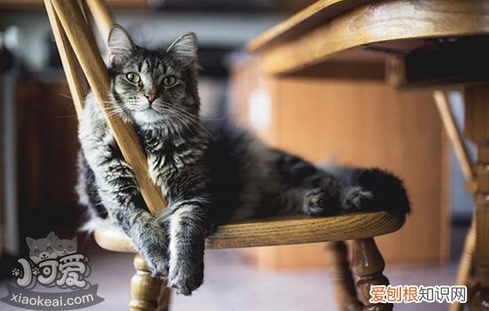 猫异食症的表现,猫咪异食癖是什么样的,猫咪异食癖是什么意思，猫的异食癖是为什么