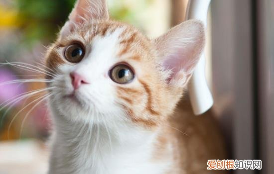 猫发出呼噜呼噜的声音是什么原因 猫为什么会发出呼噜呼噜的声音是怎么回事