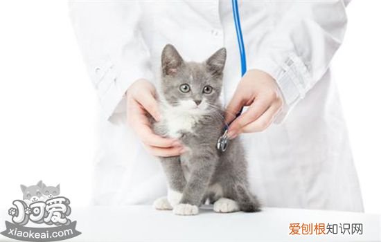 猫三联预防哪些病,猫三联是什么,猫三联是什么疫苗，猫三联疫苗包括哪些