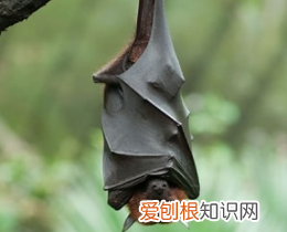 蝙蝠是不是保护动物，野生蝙蝠是保护动物吗