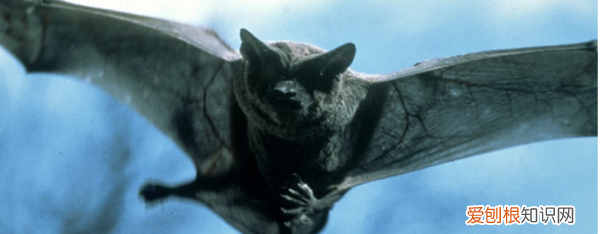蝙蝠是不是保护动物，野生蝙蝠是保护动物吗