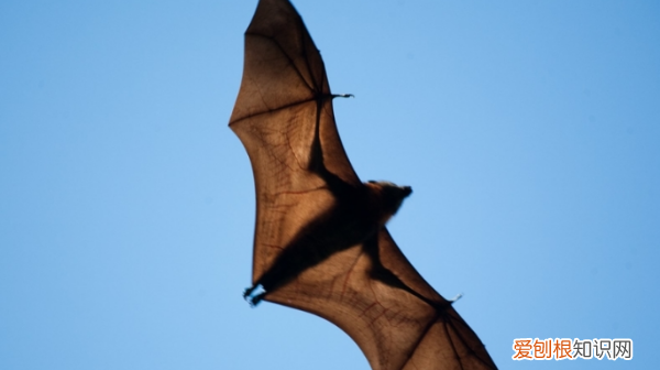 蝙蝠是不是保护动物，野生蝙蝠是保护动物吗