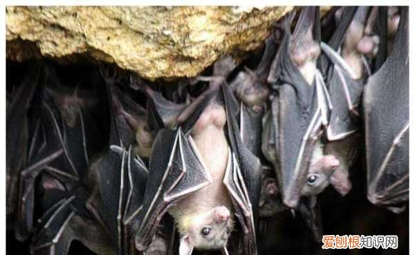 蝙蝠是不是保护动物，野生蝙蝠是保护动物吗