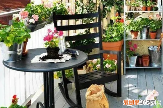 吊兰叶子发黄怎么处理 吊兰叶子发黄怎么补救