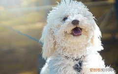 狗厕所的位置千万不能随便放