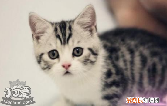母猫生小猫间隔多久,母猫生小猫要多久,母猫生小猫注意事项，母猫生小猫中间间隔多久