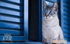 猫身上烂了洞还流脓,猫身上为什么烂个洞，猫身上烂了洞还流脓会死吗