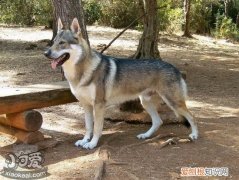 捷克狼犬怎么训练大小便，捷克狼犬上厕所训练教程，训练幼犬大小便的方法