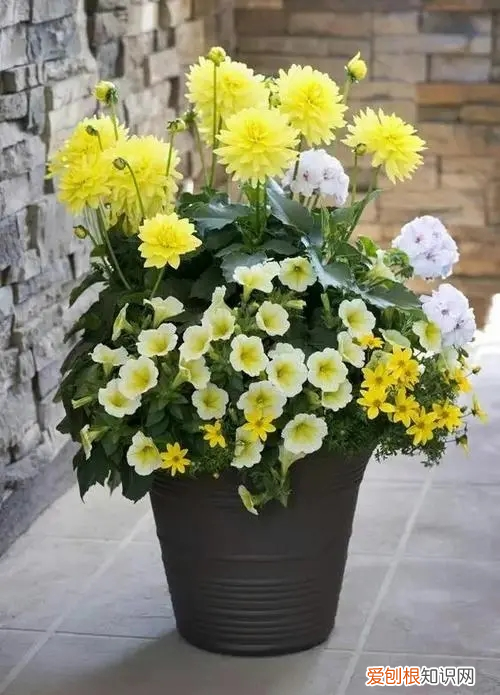 向日葵为什么要插盘 向日葵为什么砍了要插在上面的叶子