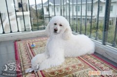 巨型贵宾犬不扑人训练方法，贵宾犬的步态