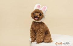 一个月大的泰迪犬如何喂养 一个月幼犬泰迪怎么喂养